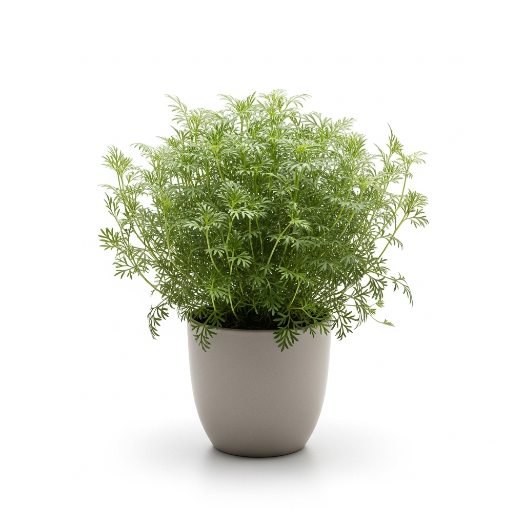 ブラキカム (ヒメコスモス)