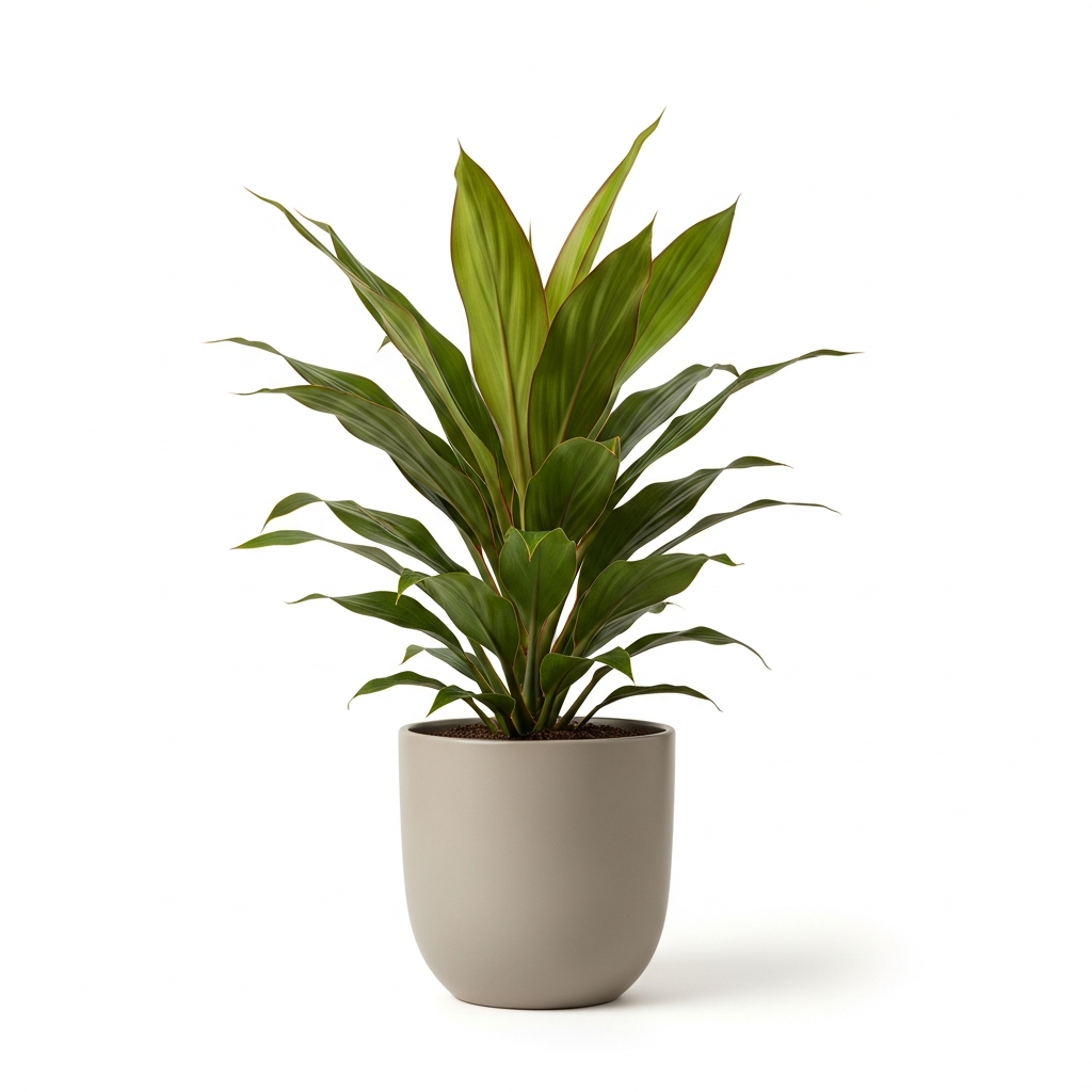 コルジリネ・オーストラリス