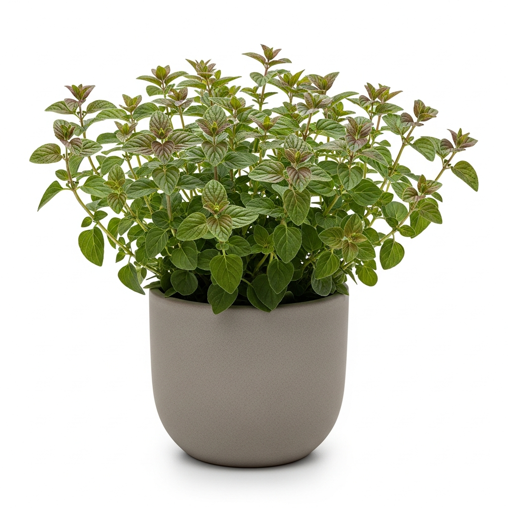 オレガノ・ケントビューティー