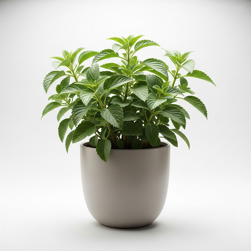 プレクトランサス・アンボイニクス (アロマティカス)