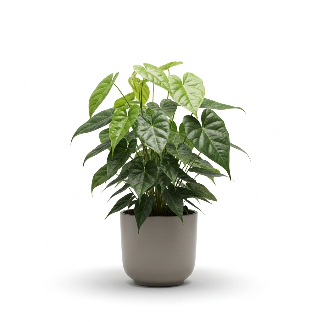 オモト (万年青)