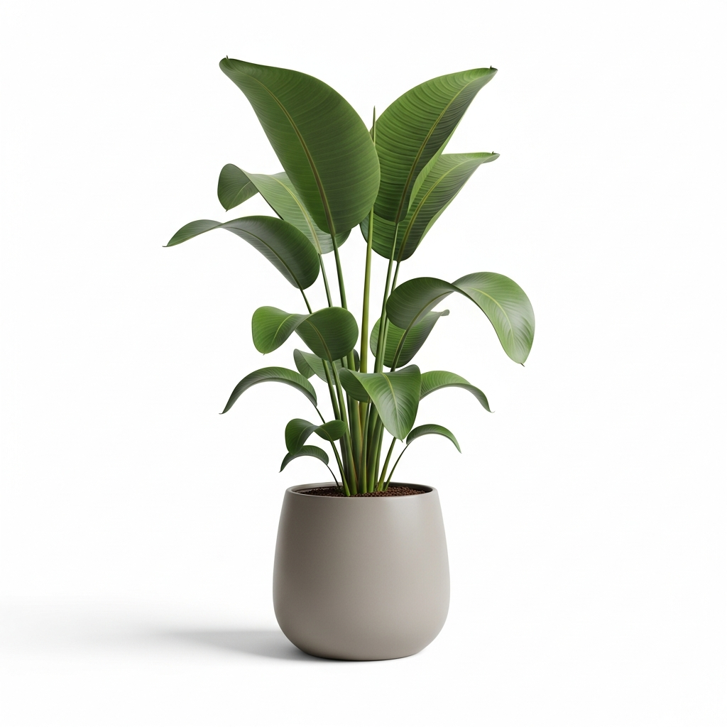 ストレリチア・オーガスタ