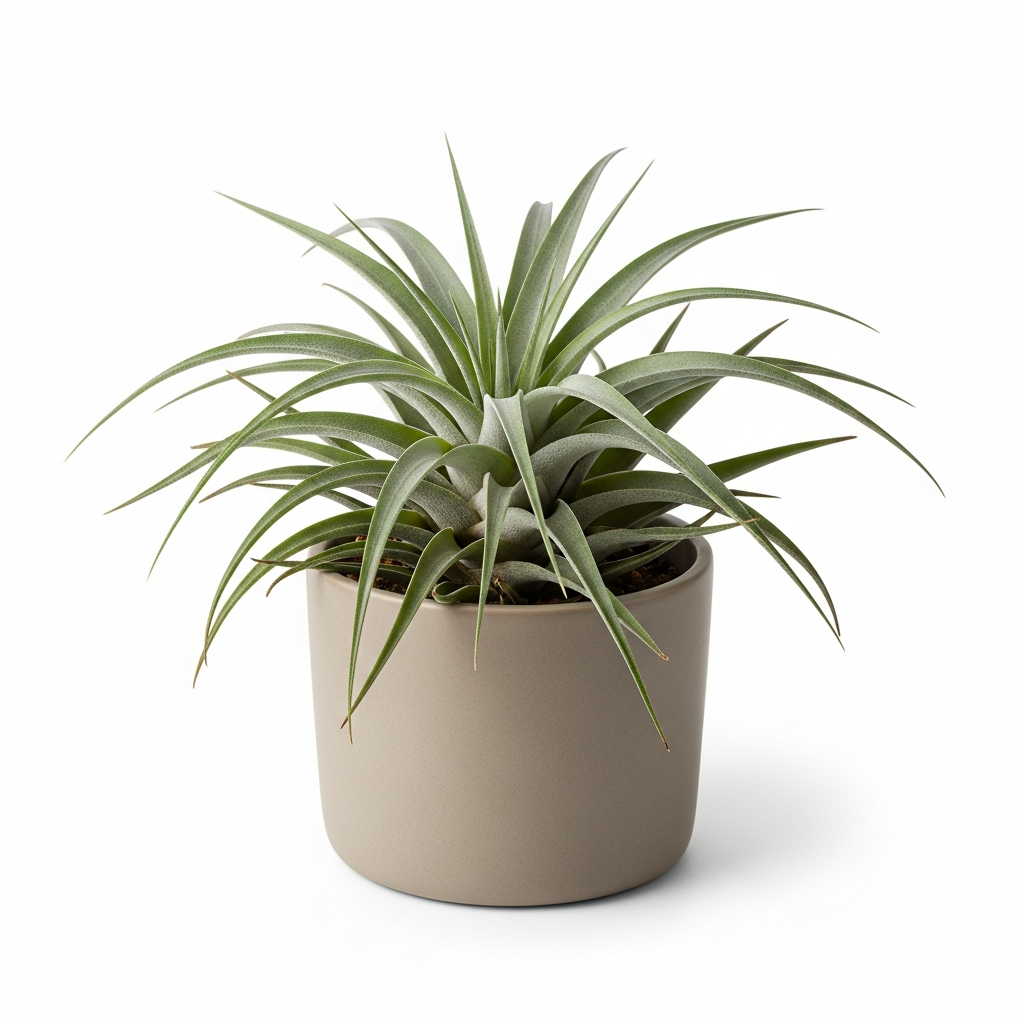 チランジア・アエラントス