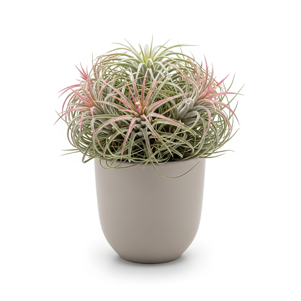 チランジア・カプトメデューサエ