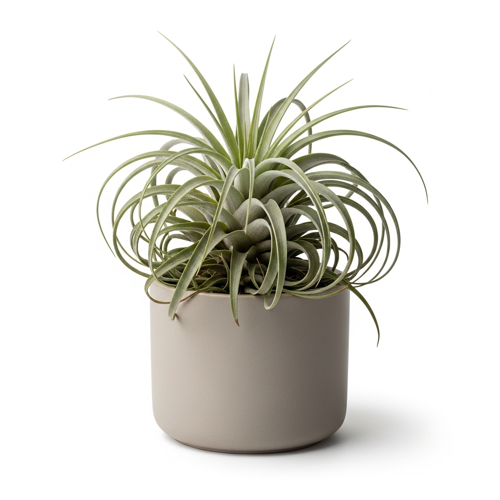 チランジア・ヒューストン コットンキャンディ