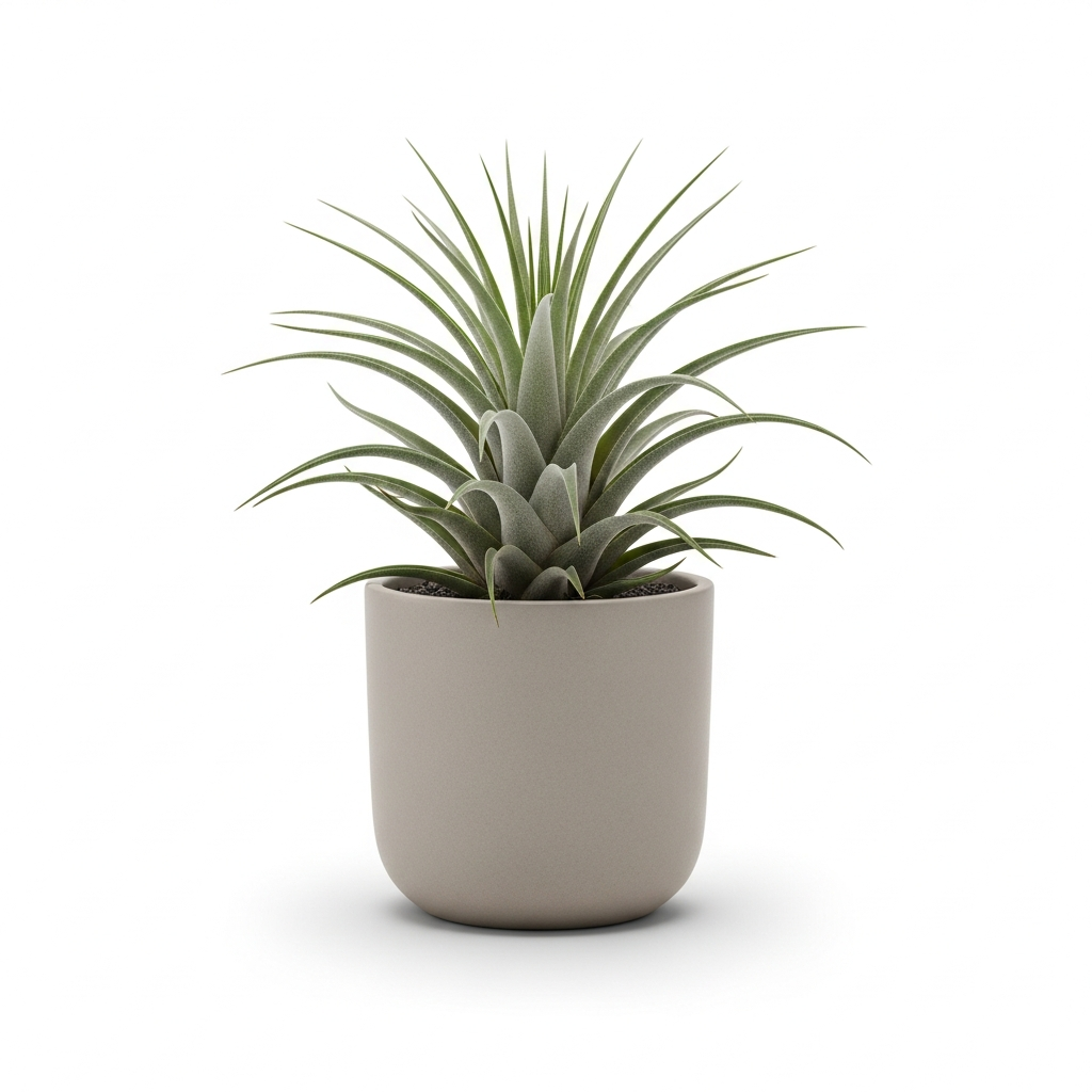 チランジア・ロリアセア