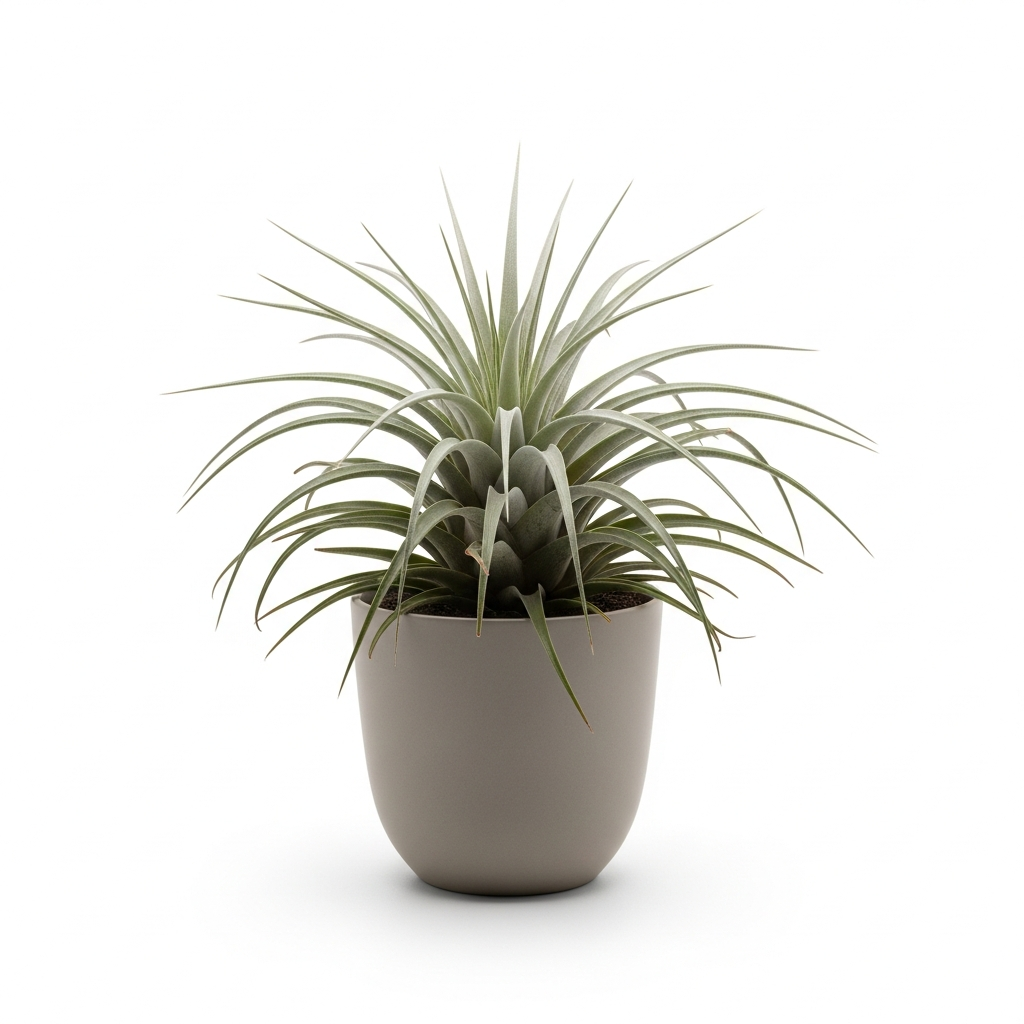 チランジア・シュスゴネンシス