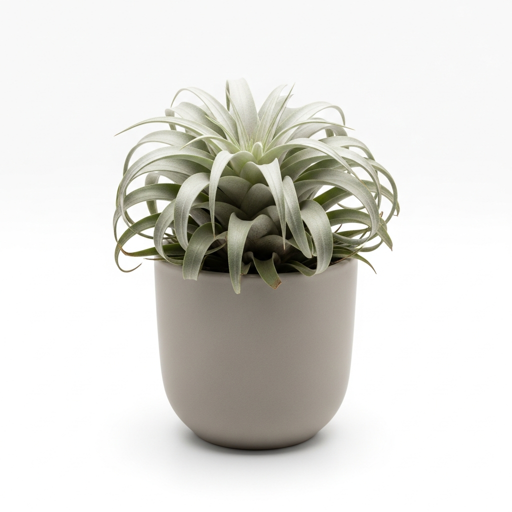 チランジア・セレリアナ