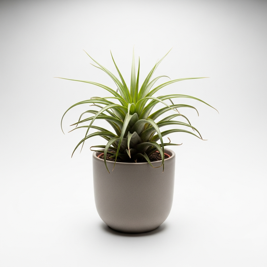 チランジア属 (エアプランツ)