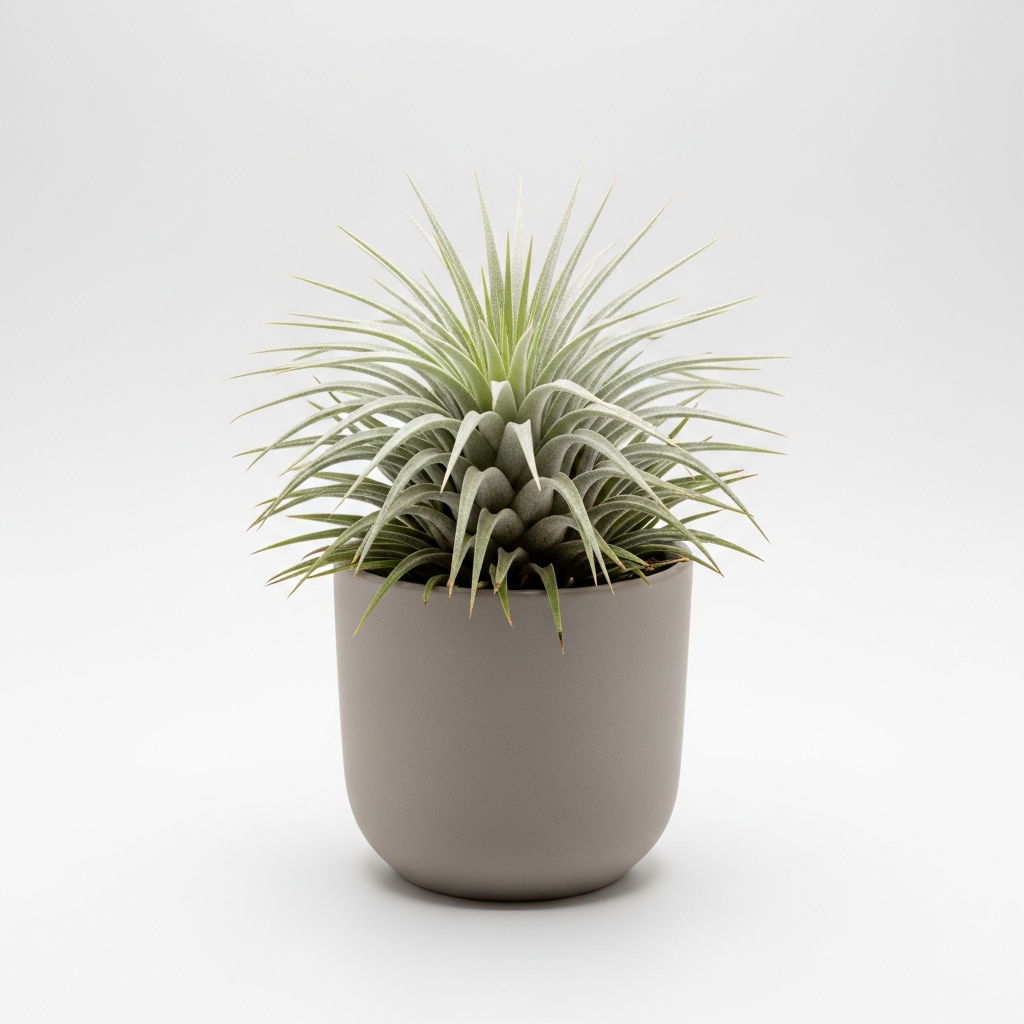 チランジア・テクトラム