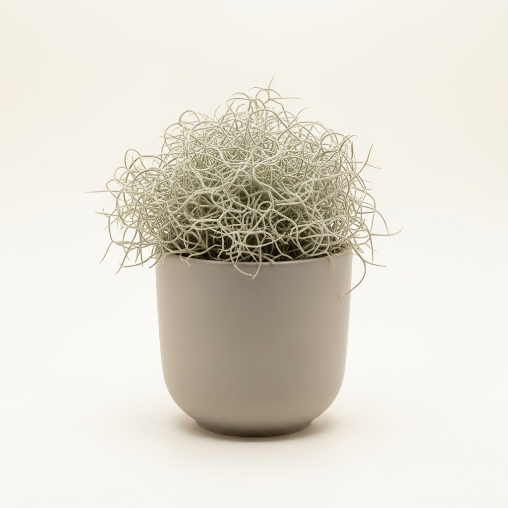 ウスネオイデス (スパニッシュモス)